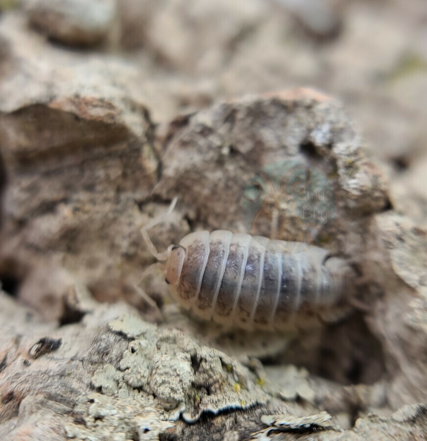 Porcellio laevis "How now"