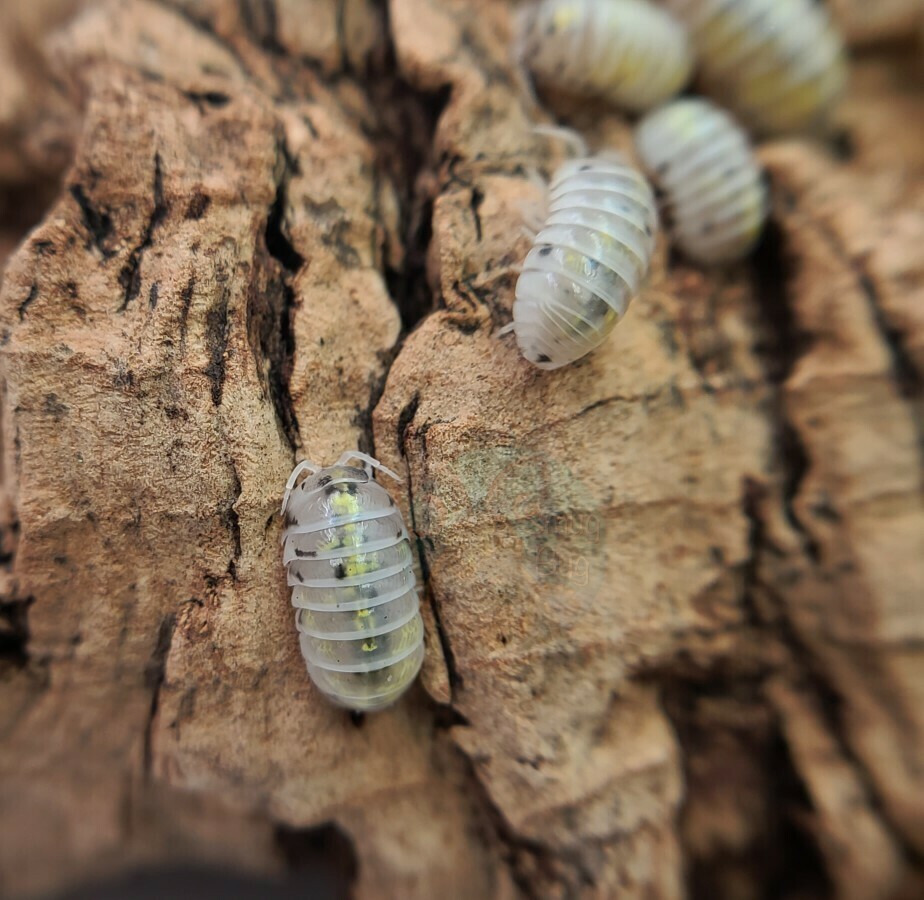 Armadillidium vulgare "American magic potion"