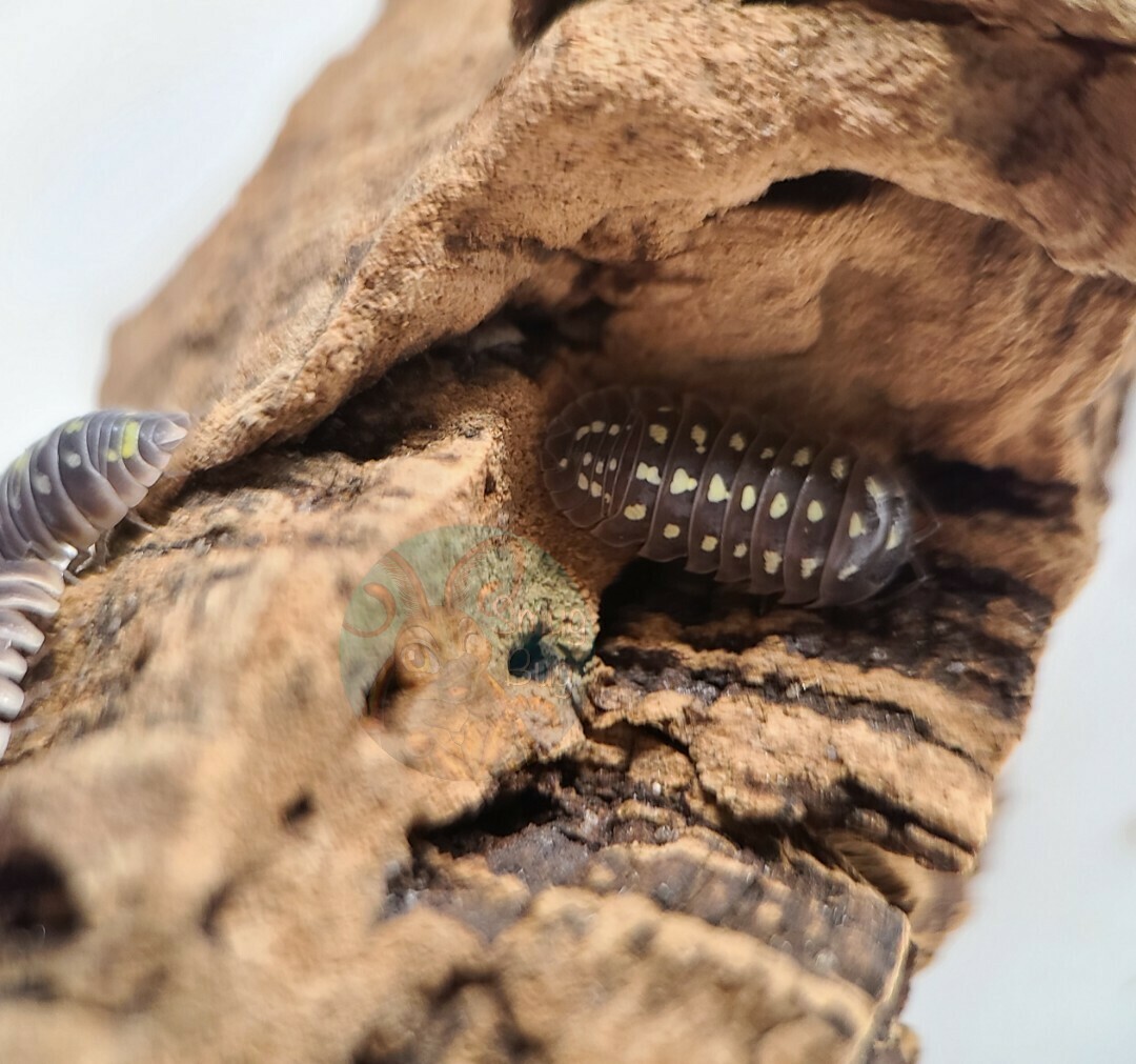 Armadillidium klugii "Pudding"