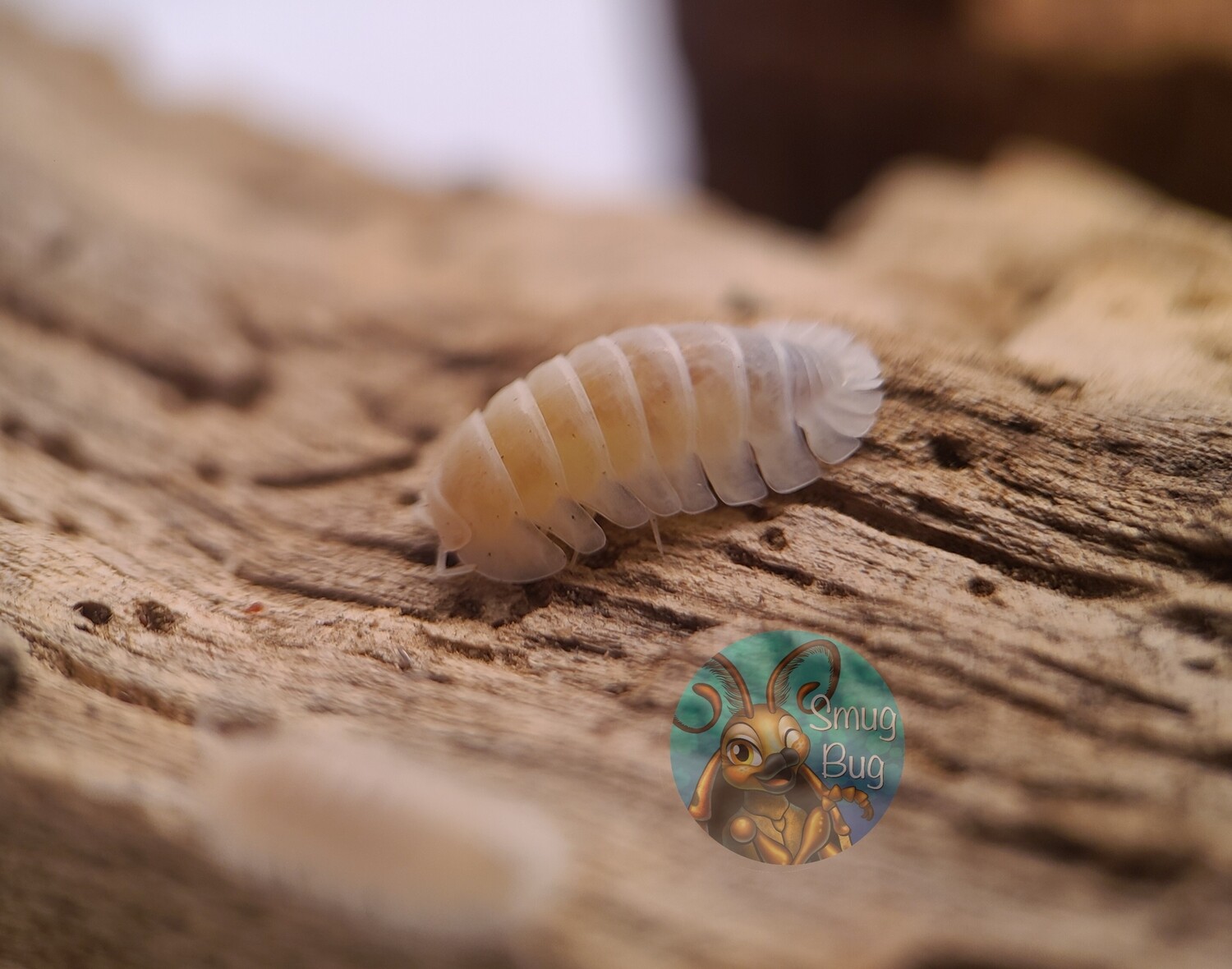 Nesodillo arcangelii "Yeti"