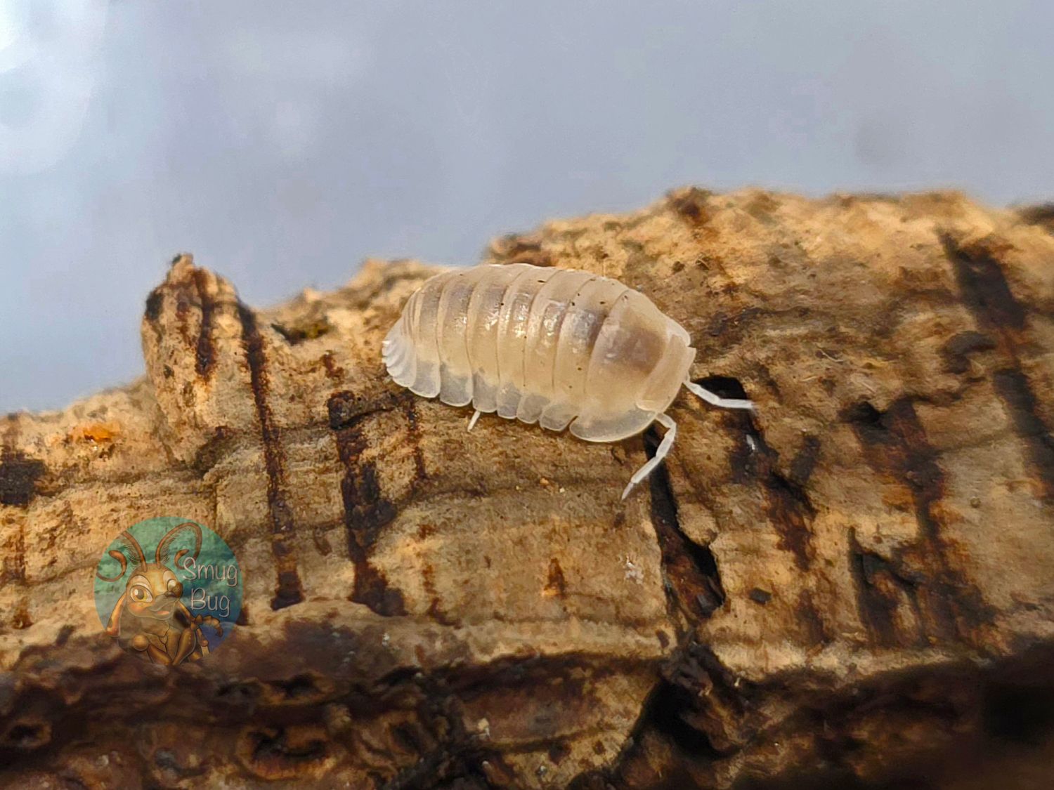 Nesodillo sp. "Red Edge, White Phase"