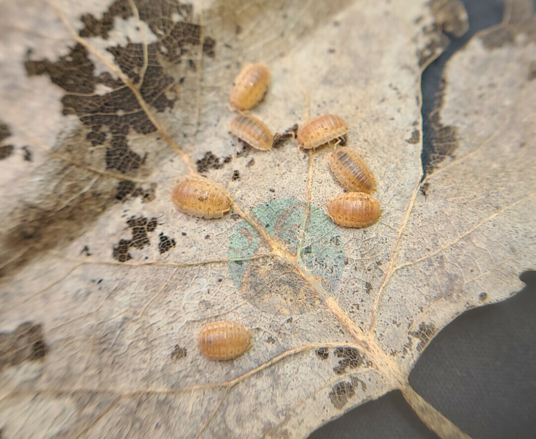 Agabiformius lentus "Persimmon"