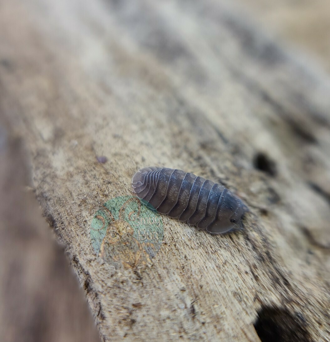 Cubaris sp. "Blue pigeon"