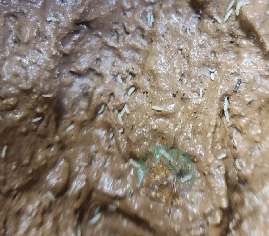 White temperate springtails (Collembola sp.)