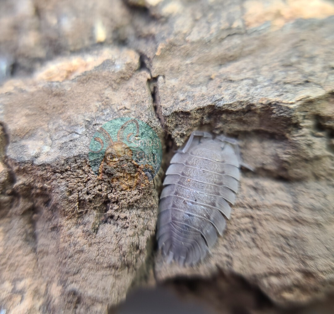 Porcellio spatulatus