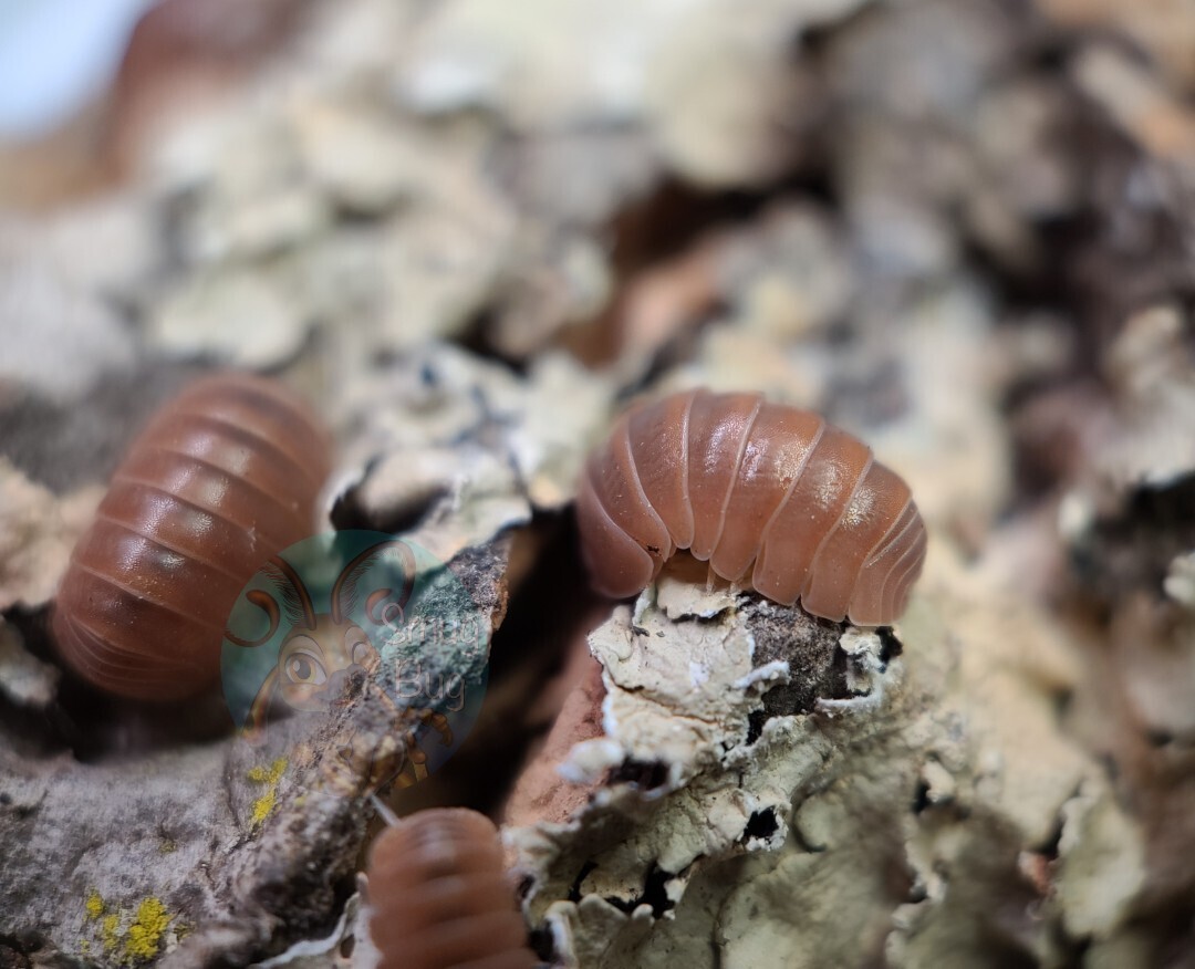 Armadillo officinalis "Red"