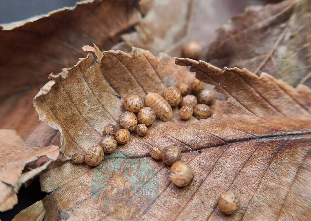 Venezillo parvus "Kumquat"
