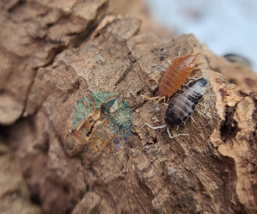 Porcellionides pruinosus "Powder mix"
