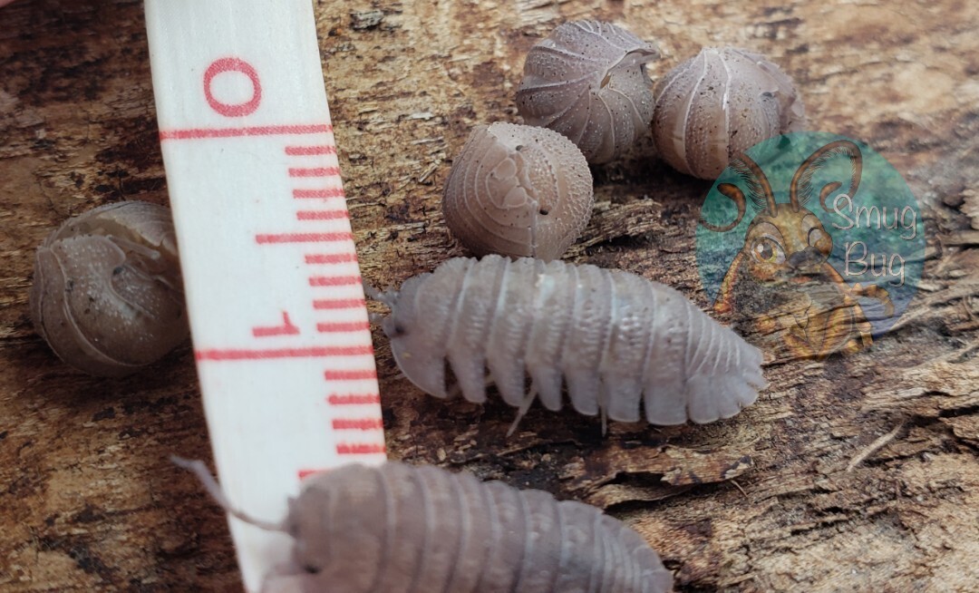 Armadillidium scaberrimum "Sandstone" (formerly A. omblae)