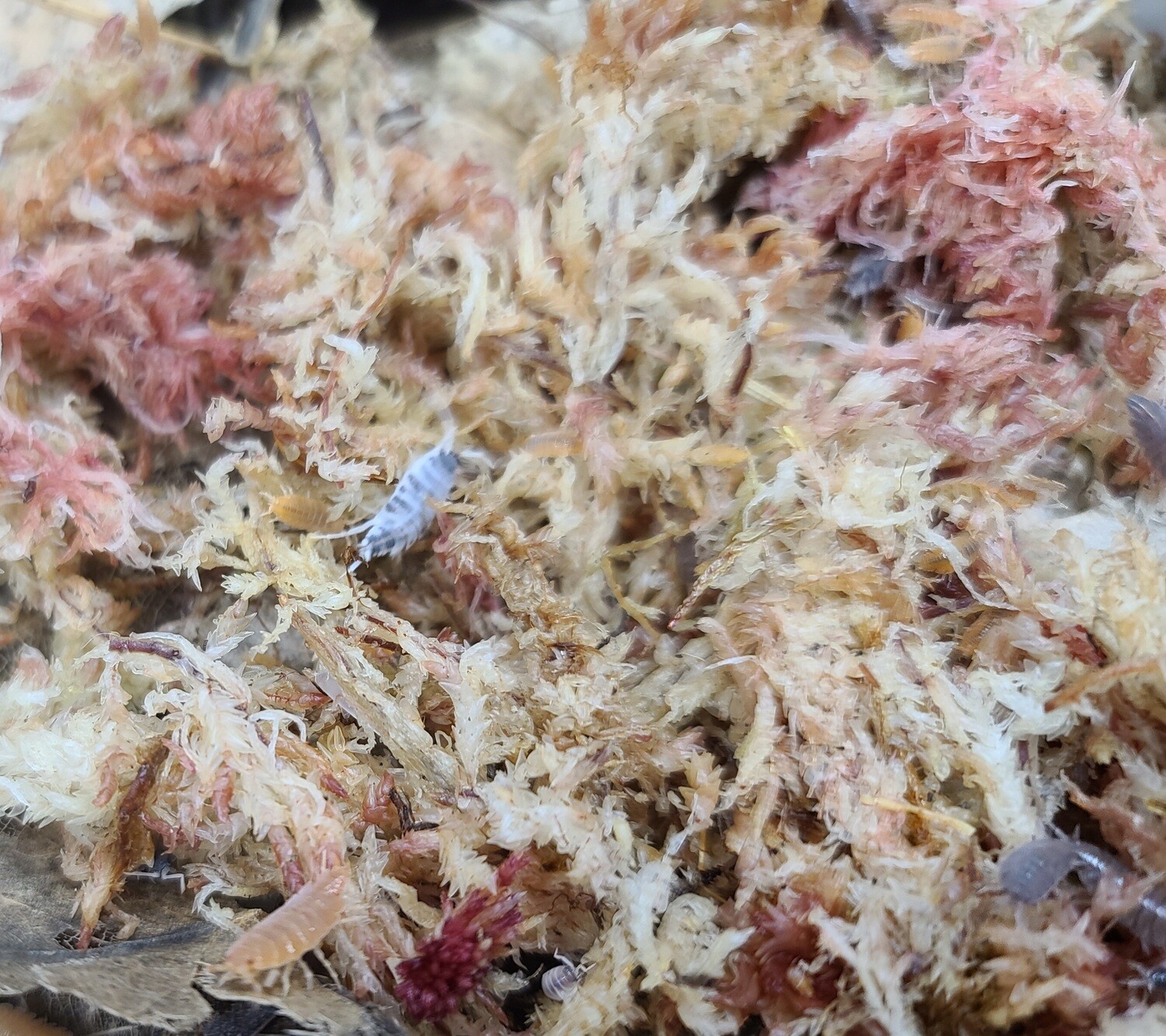 Sphagnum moss