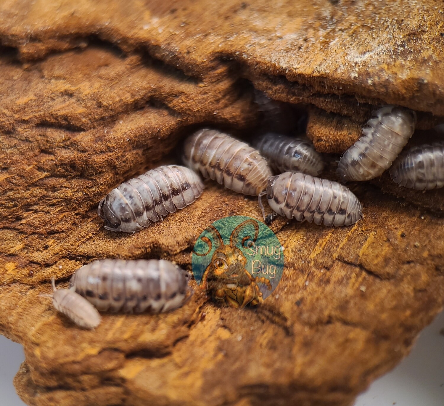Armadillidium corcyraeum "Silver"