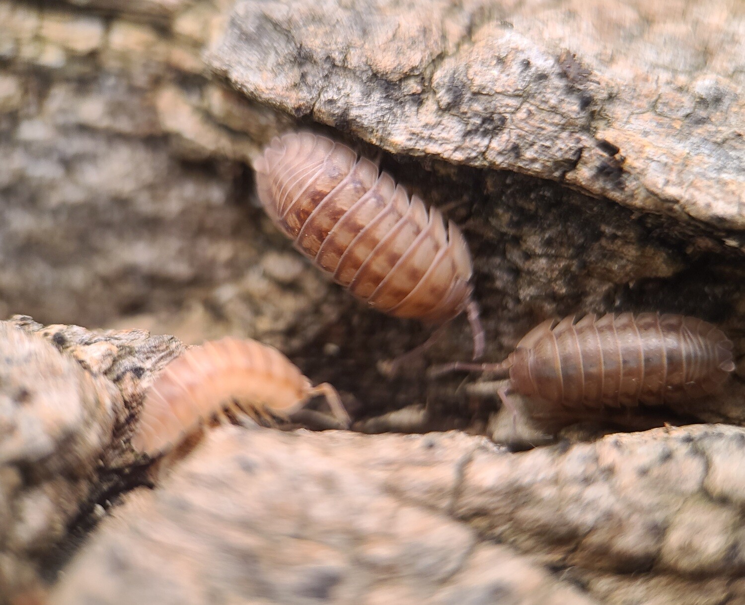 Armadillidium nasatum "Rust"