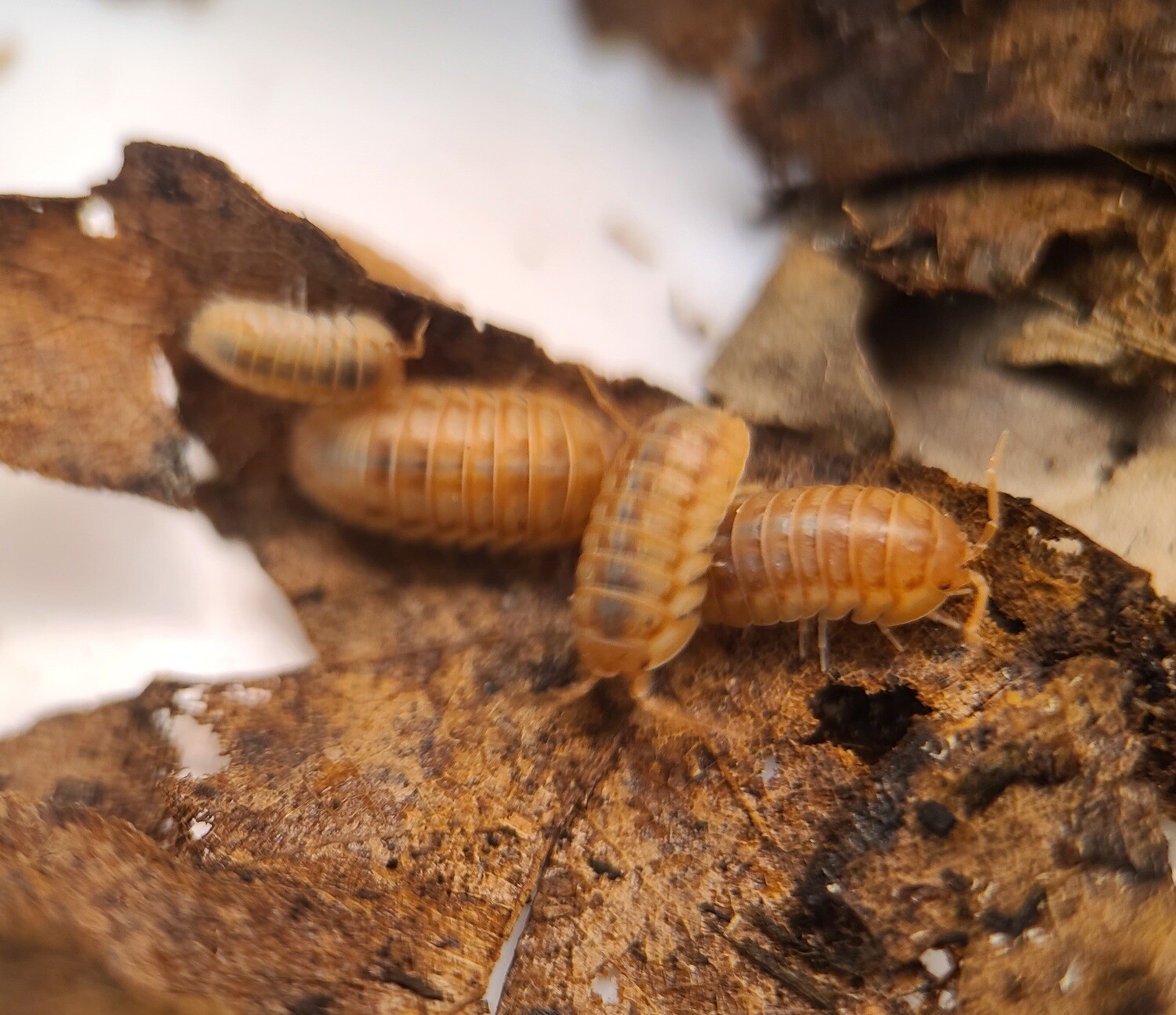 Armadillidium nasatum "Rust"