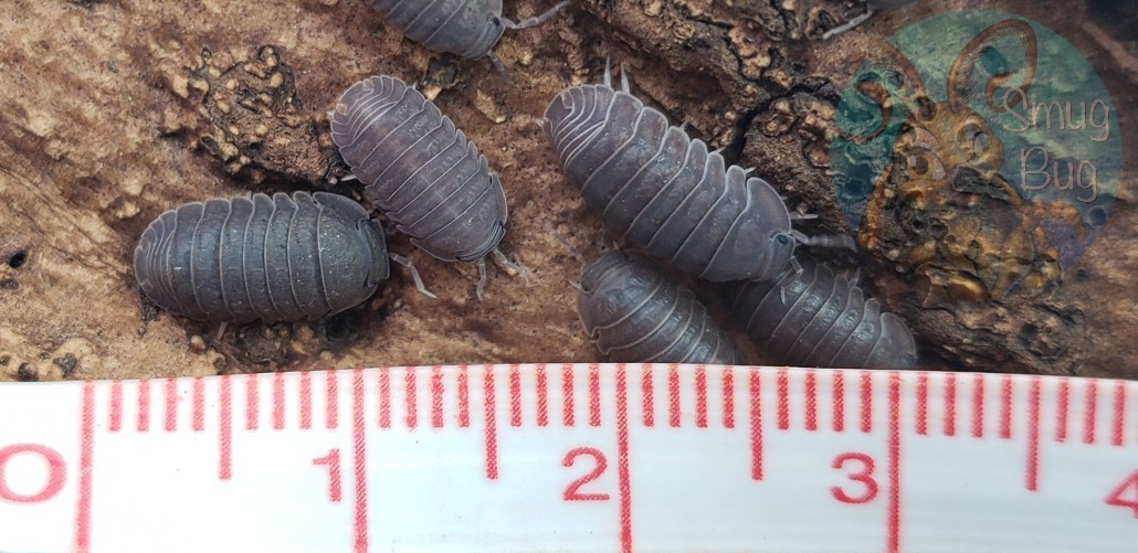 Cubaris murina "Little sea roly poly"