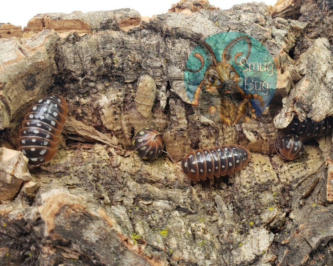 Armadillidium klugii "Dubrovnik"