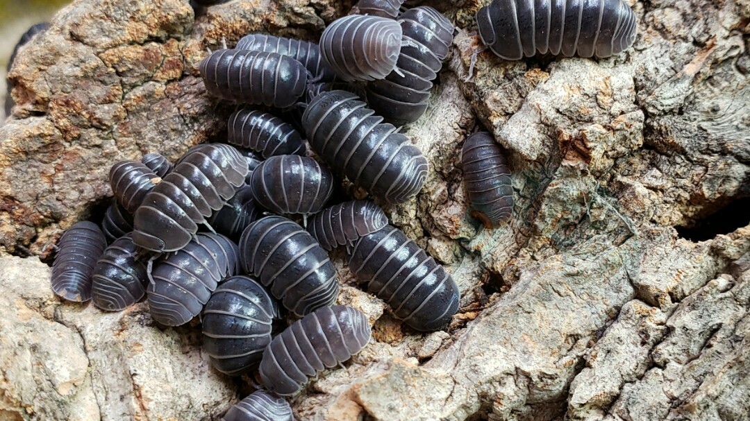 Armadillo officinalis "The hissing isopod, Sicily locale"