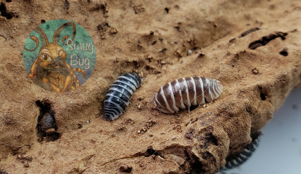 Armadillidium maculatum "Zebra mix" AFTER SHOW SALE