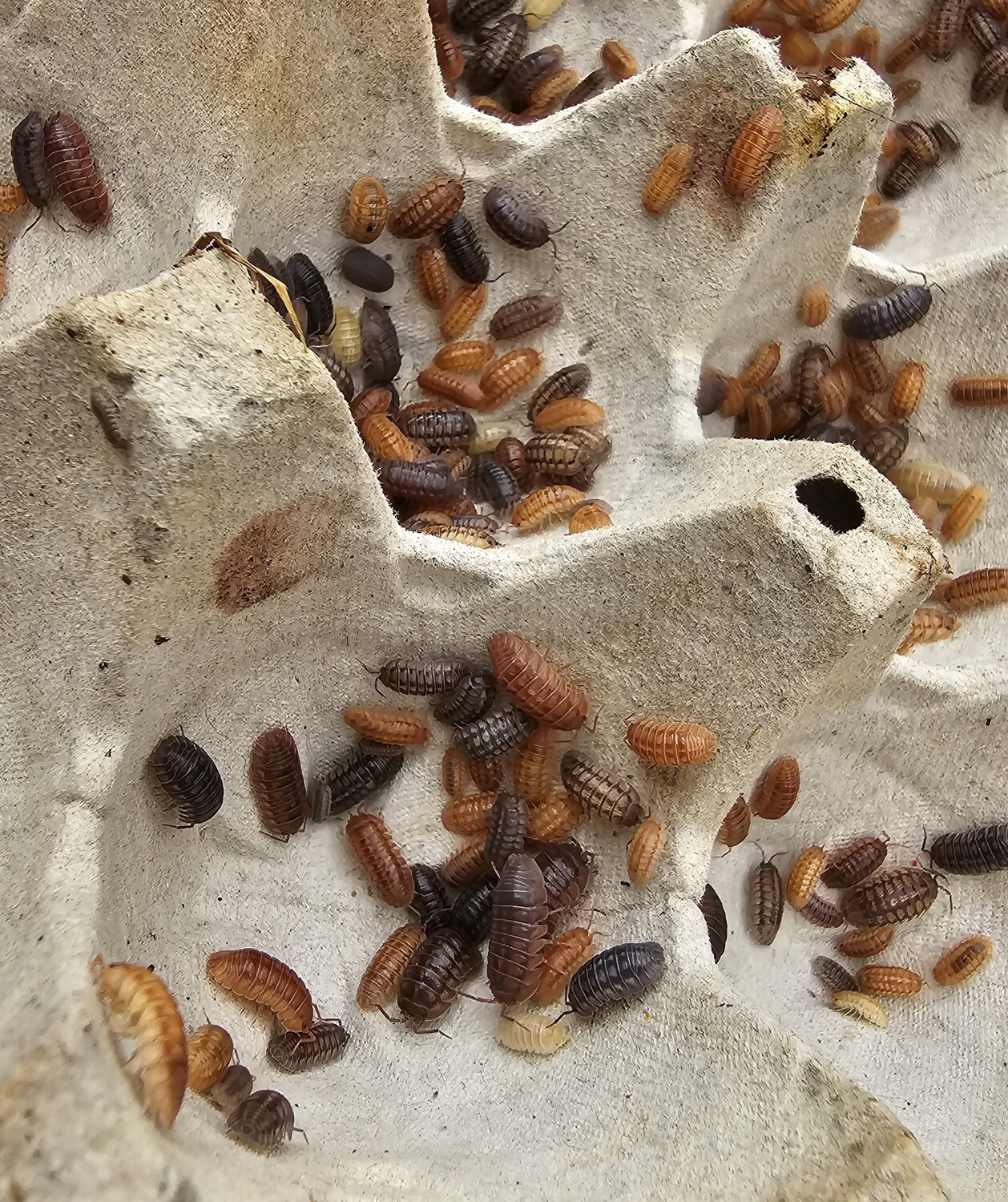 Armadillidium nasatum "Nosey Mix" AFTER SHOW SALE
