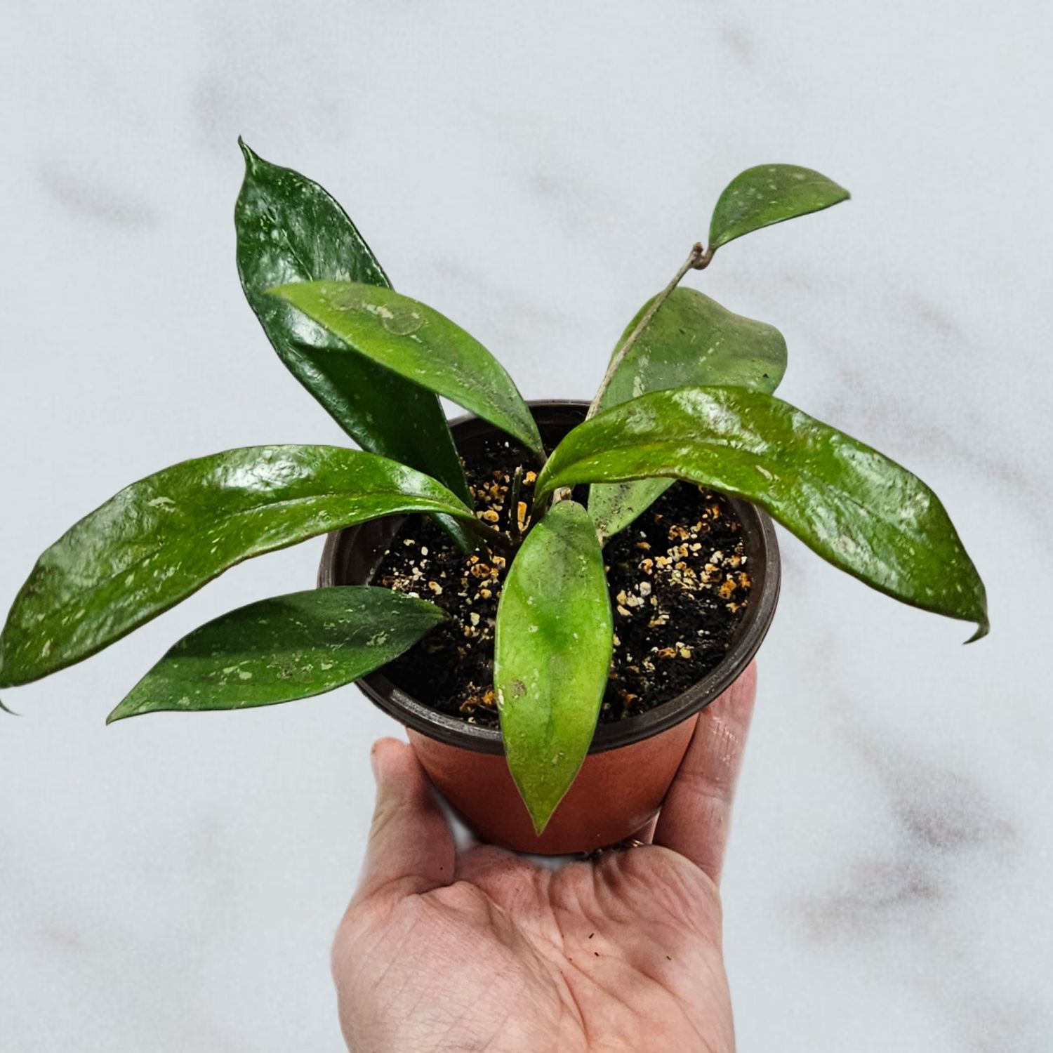 Hoya pubicalyx "Splash"