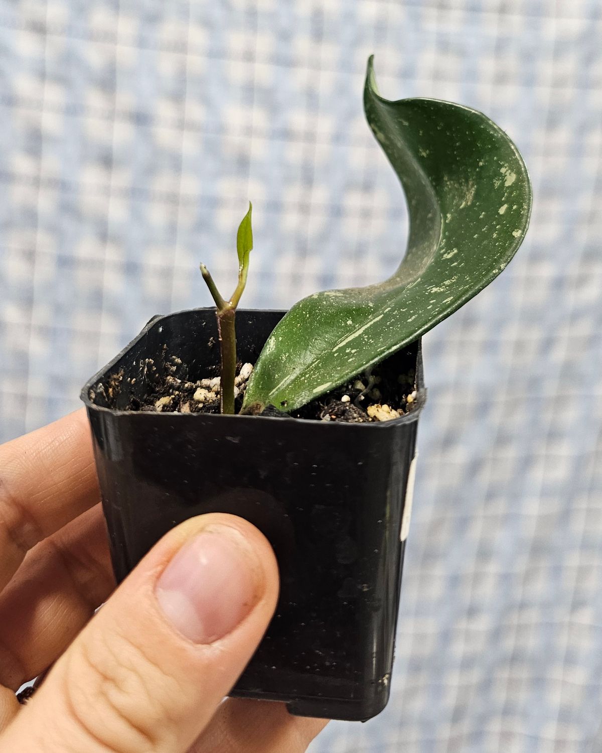 Hoya pubicalyx "Splash", Size: 2" potted plant
