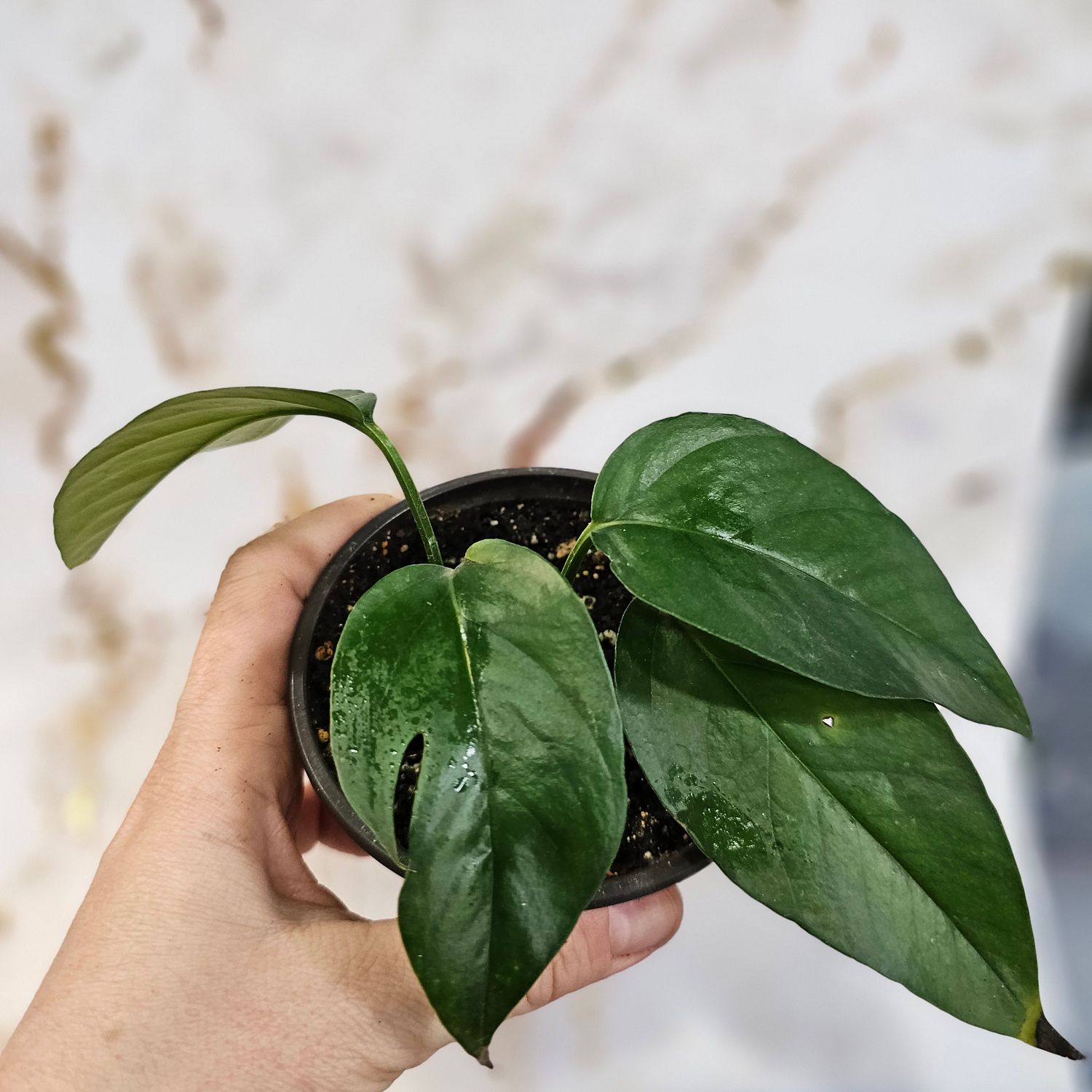 Pothos, 'Baltic Blue' (Epipremnum pinnatum)