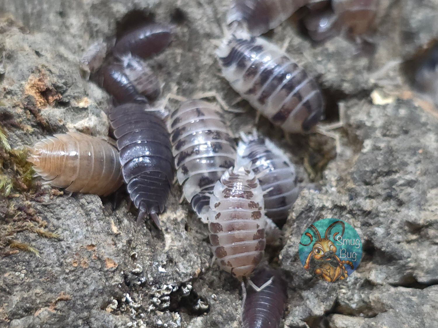 Porcellio laevis "Dirty cow"