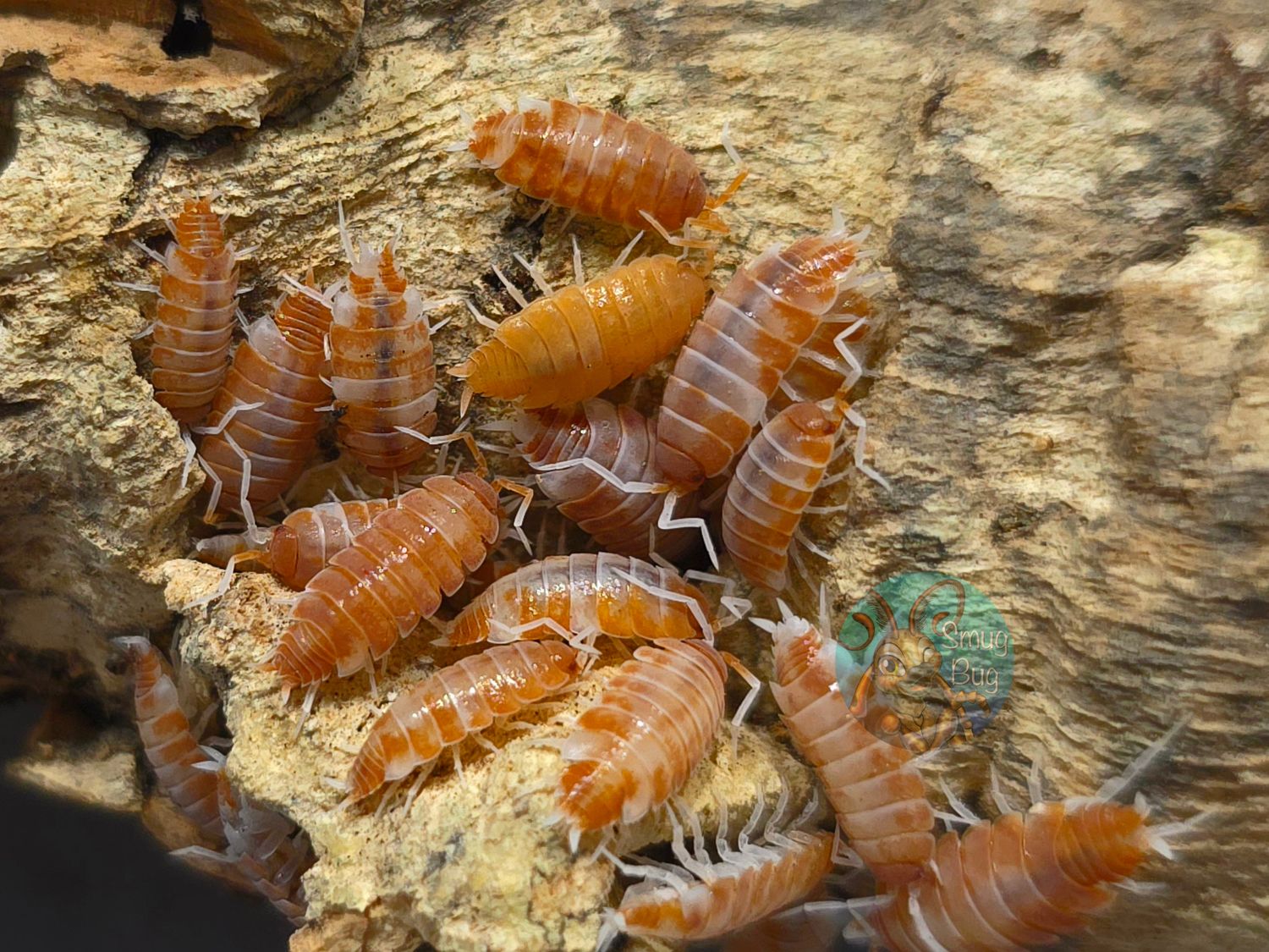 Porcellionides pruinosus "Red koi"