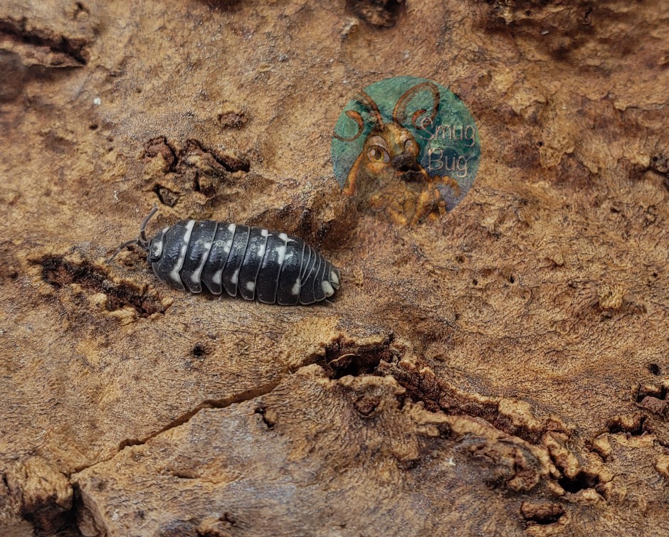 Armadillidium corcyraeum AFTER SHOW SALE