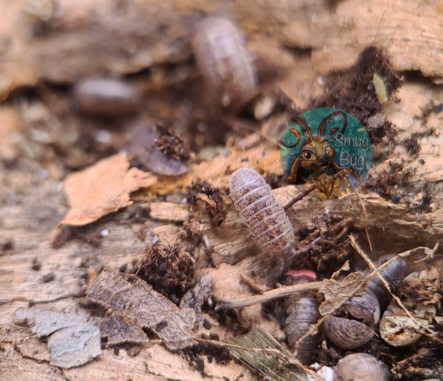 Armadillidium marmoratum "Marmorated pill isopod" AFTER SHOW SALE