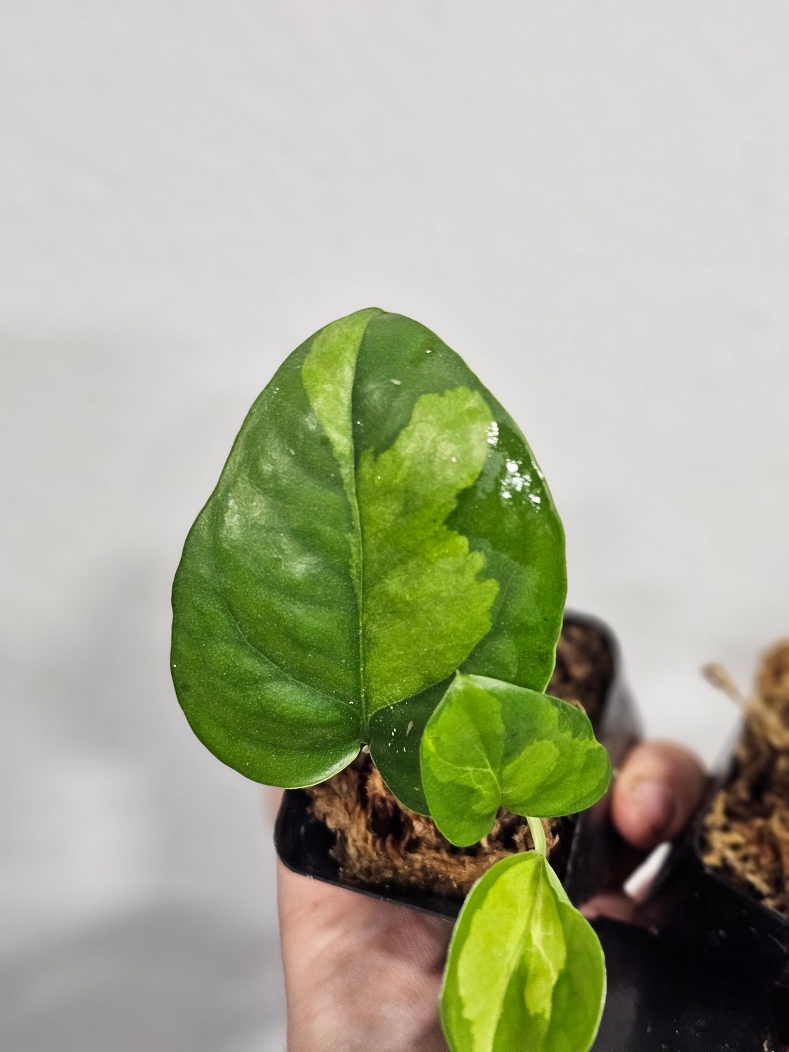Pothos, 'Global Green' (Epipremnum aureum)