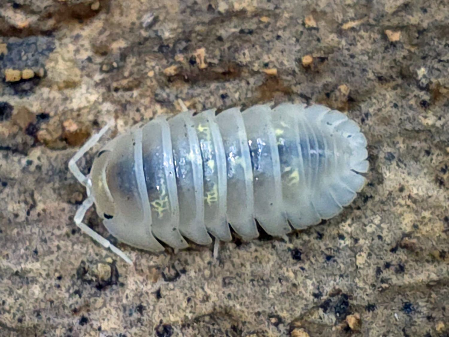 Armadillidium depressum "Magic Potion"