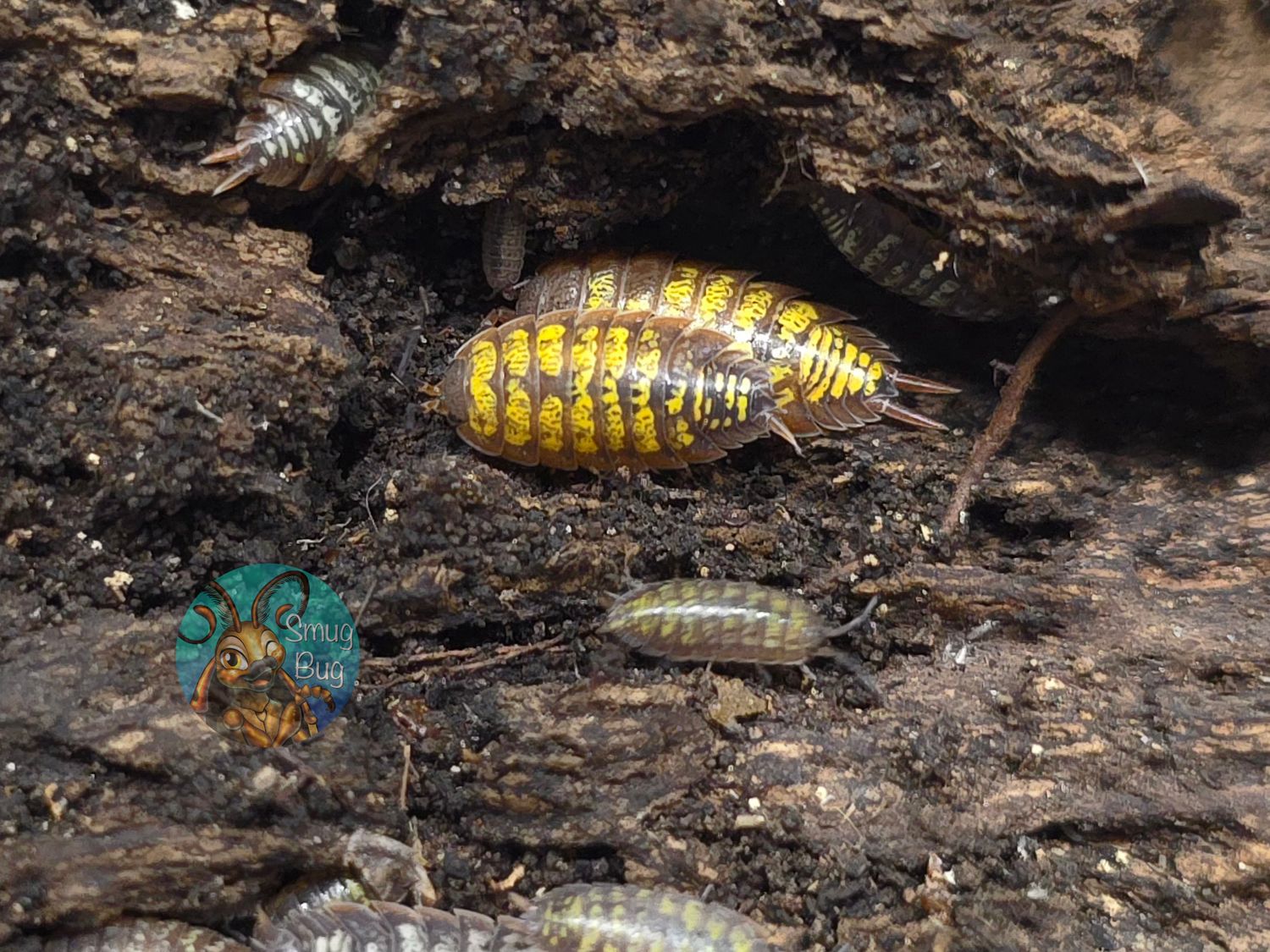Porcellionides cf. virgatus "Big Pine Key"