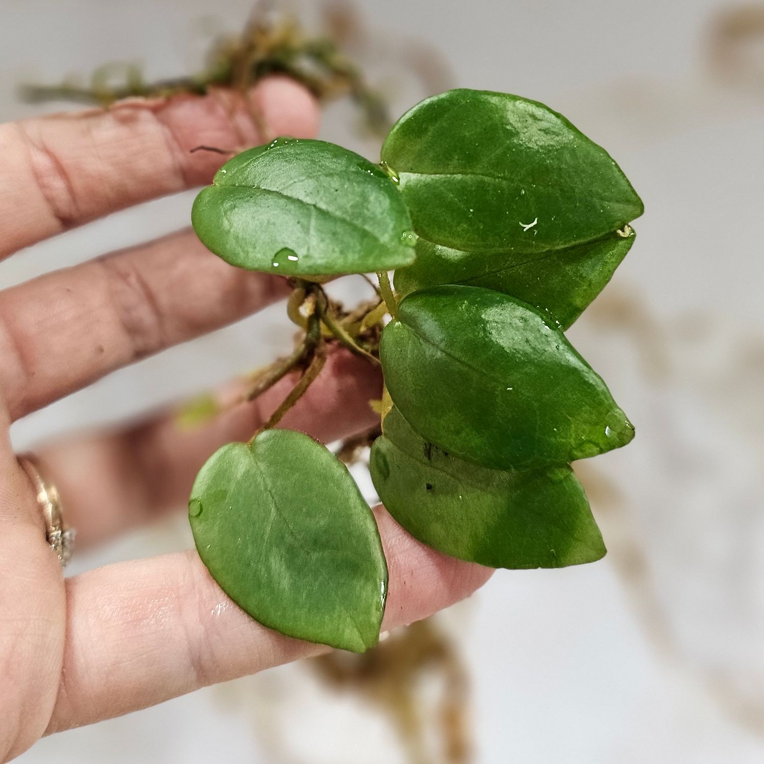 Begonia elaeagnifolia