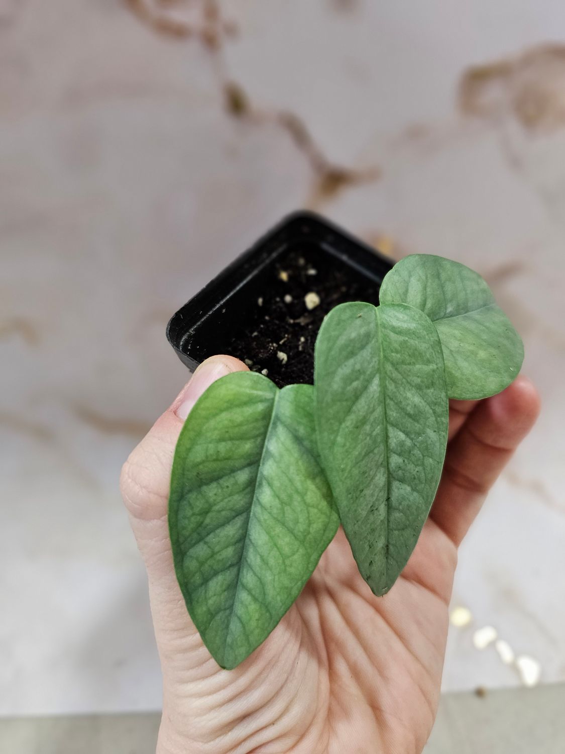 Pothos, 'Cebu Blue' (Epipremnum pinnatum)