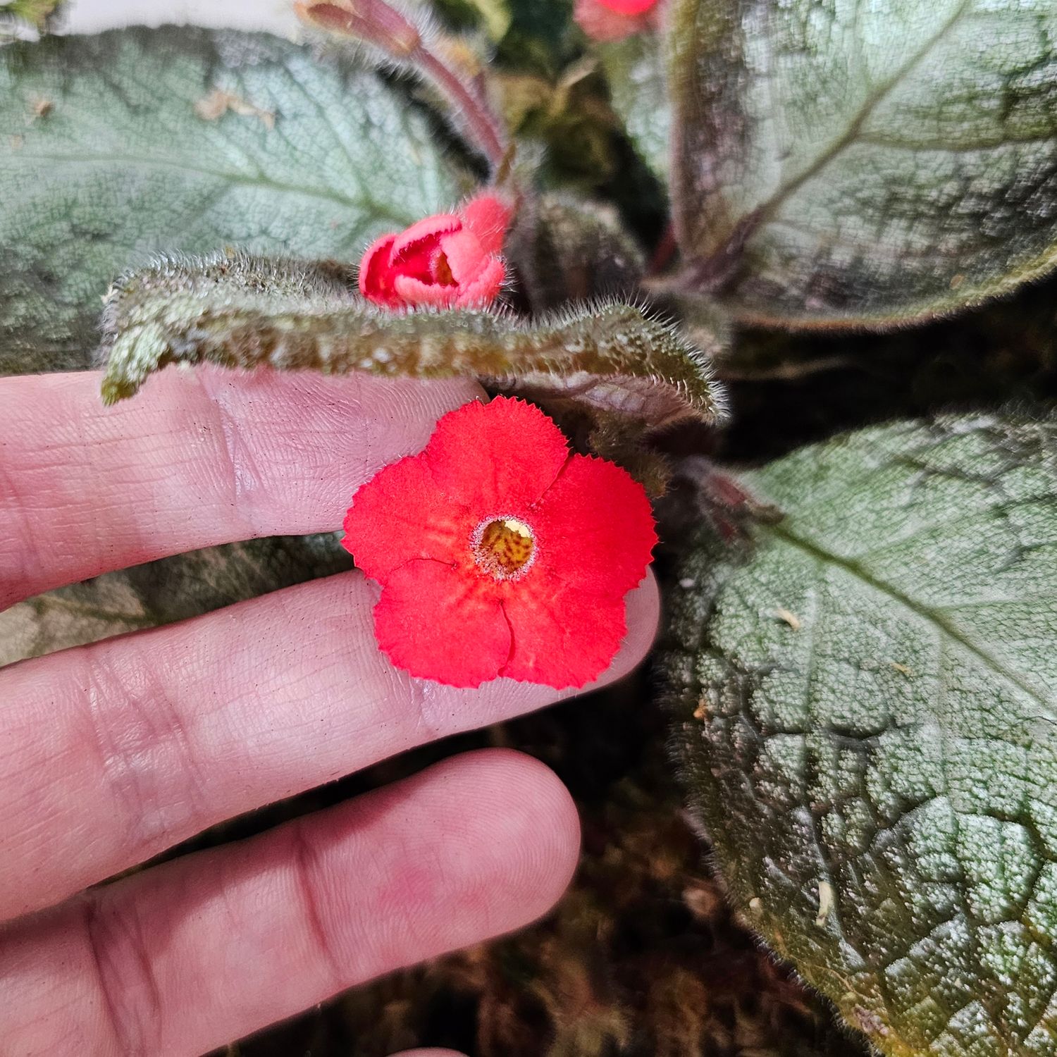 Episcia "Country Cowboy"