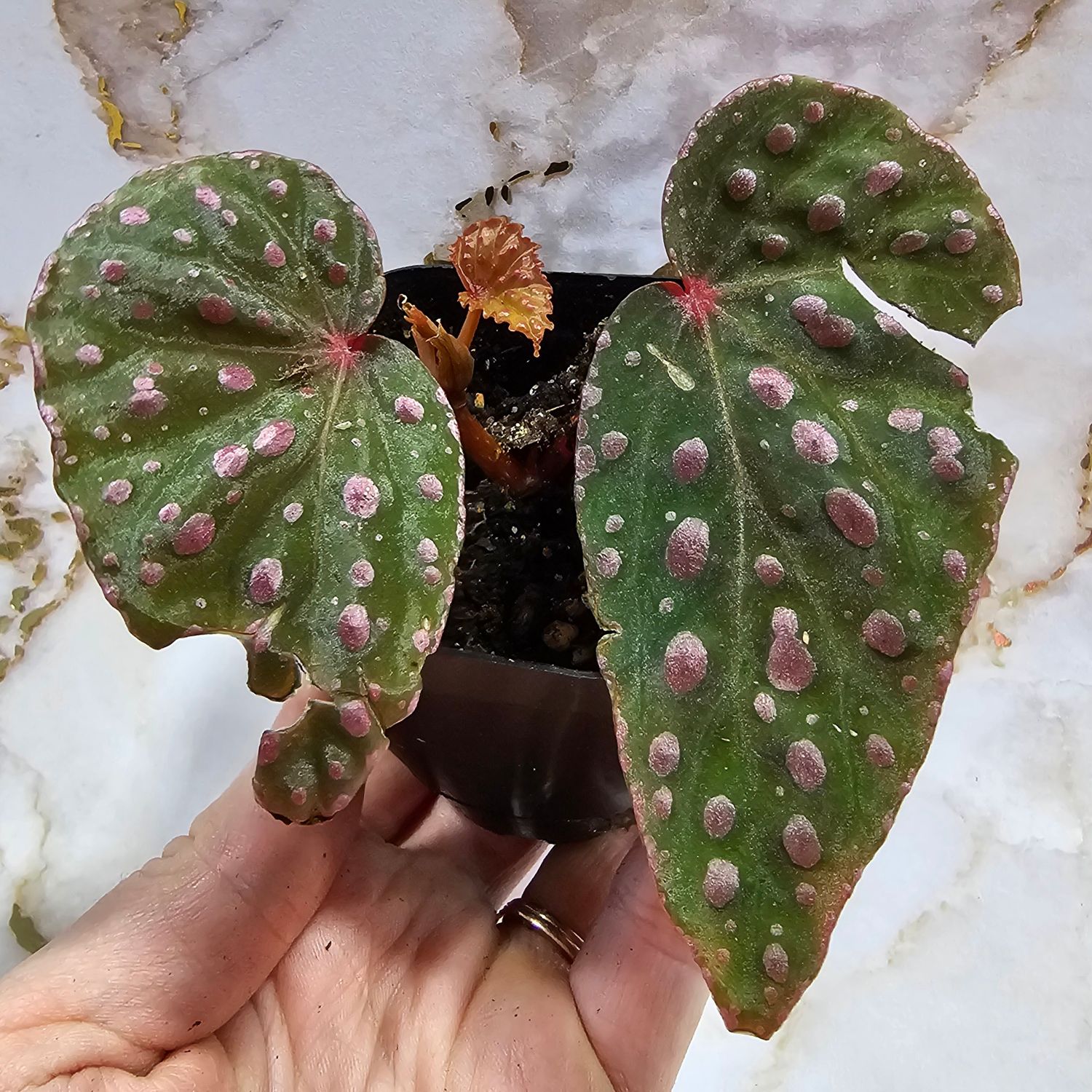 Begonia malachosticta