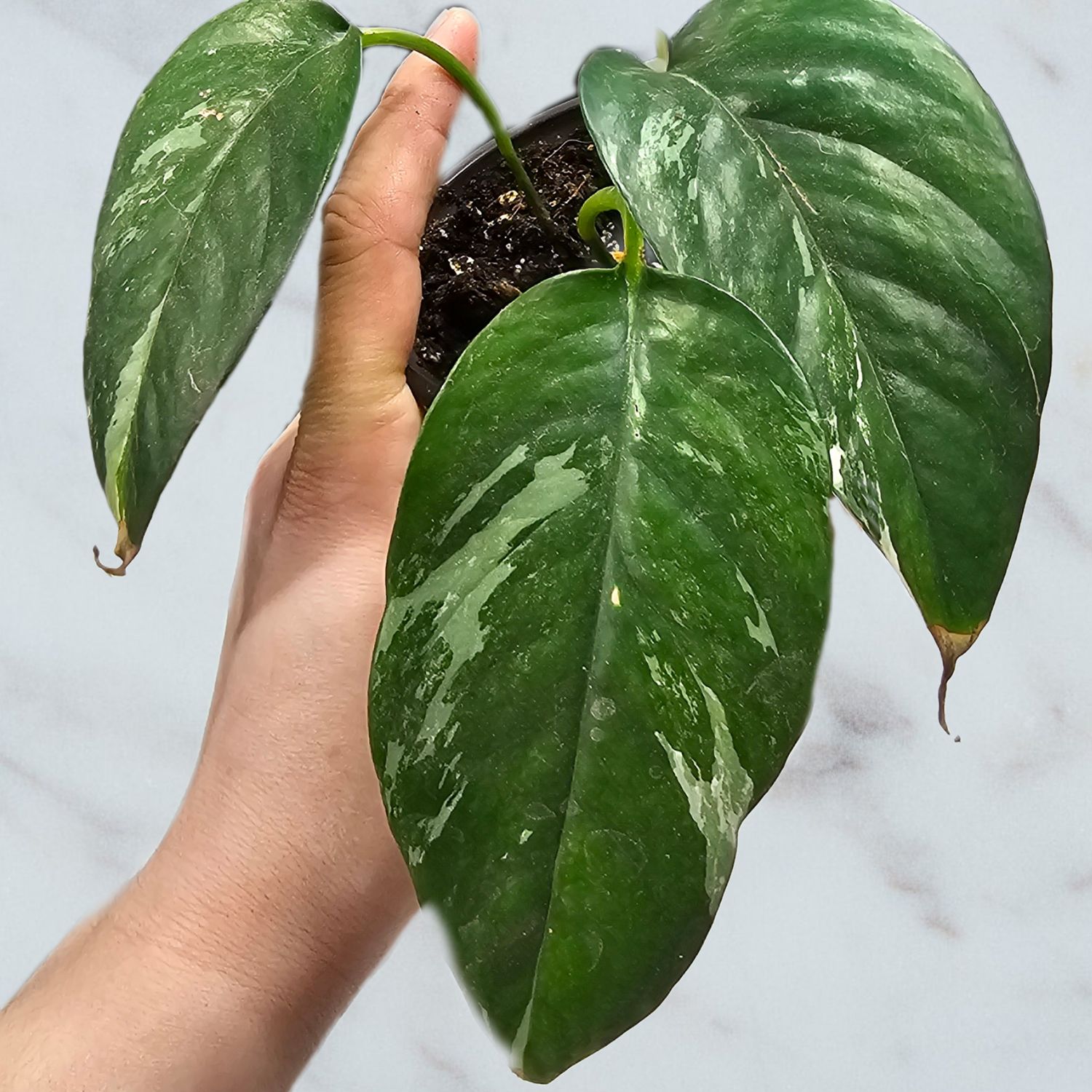 Epipremnum pinnatum 'Albo pothos'