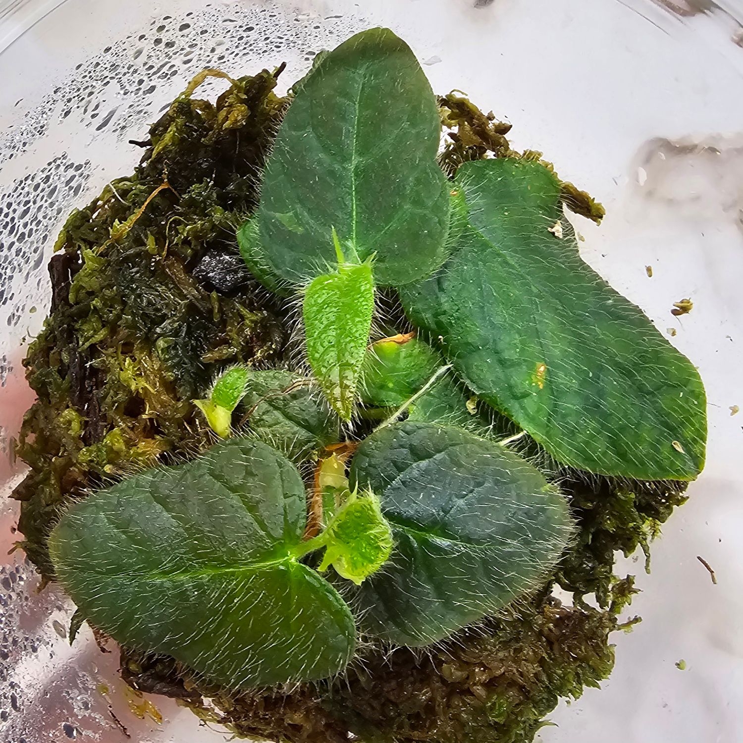 Ficus villosa "Shaggy leaf fig"