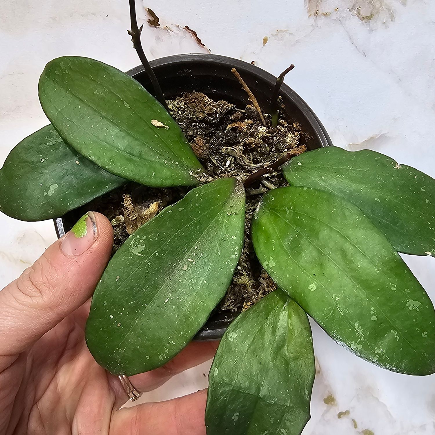 Hoya rigida