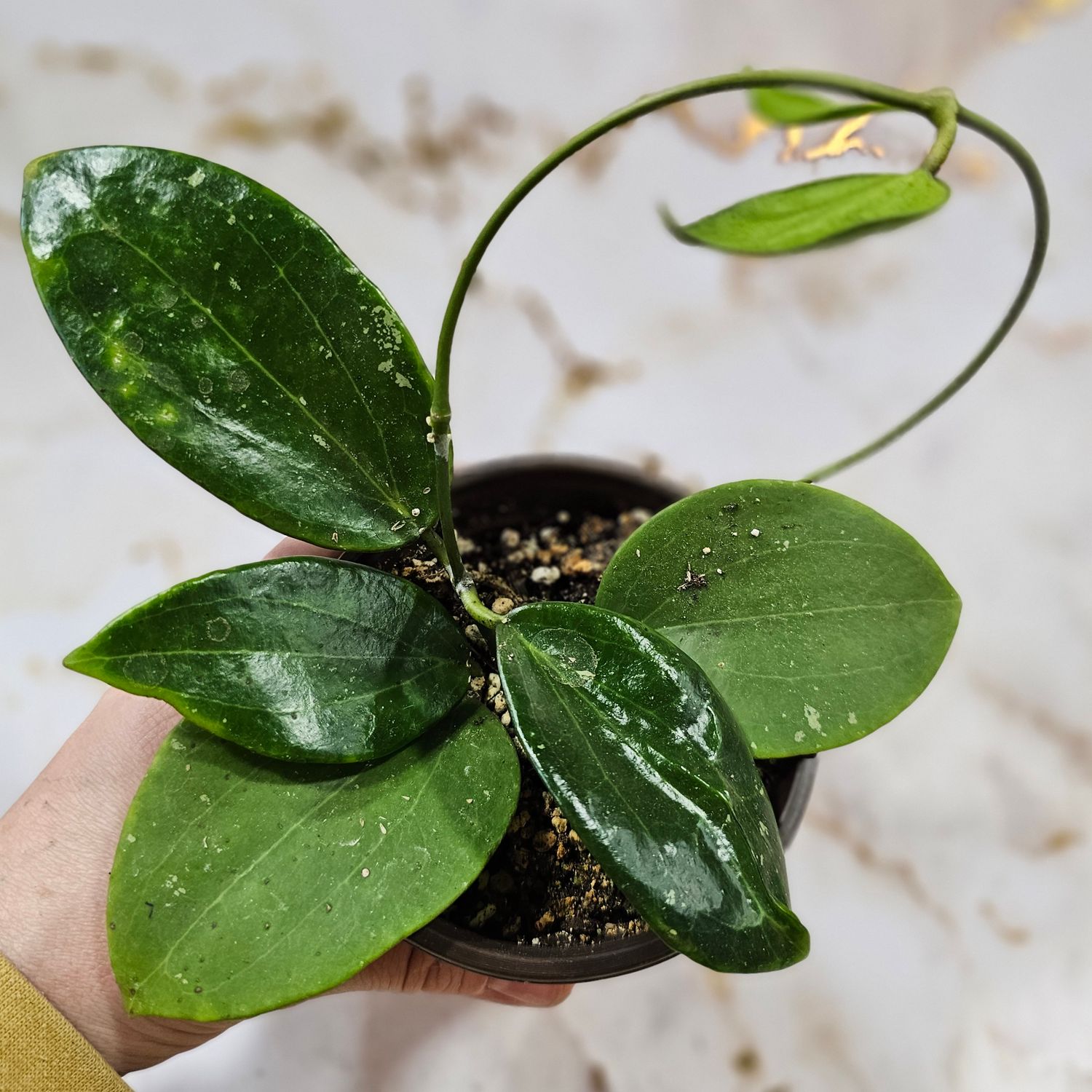 Hoya latifolia ‘Sarawak’