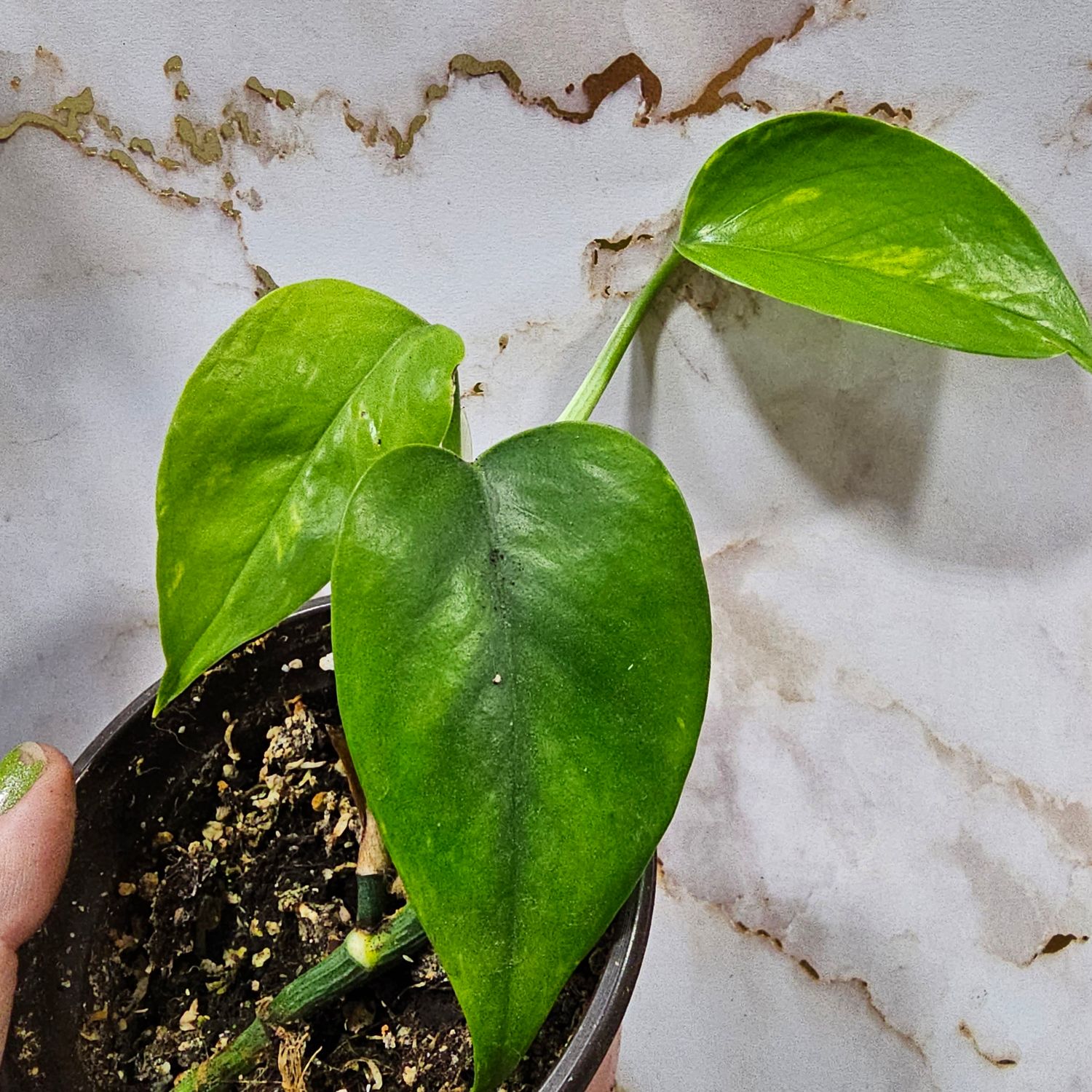 Pothos, 'Jade Green'