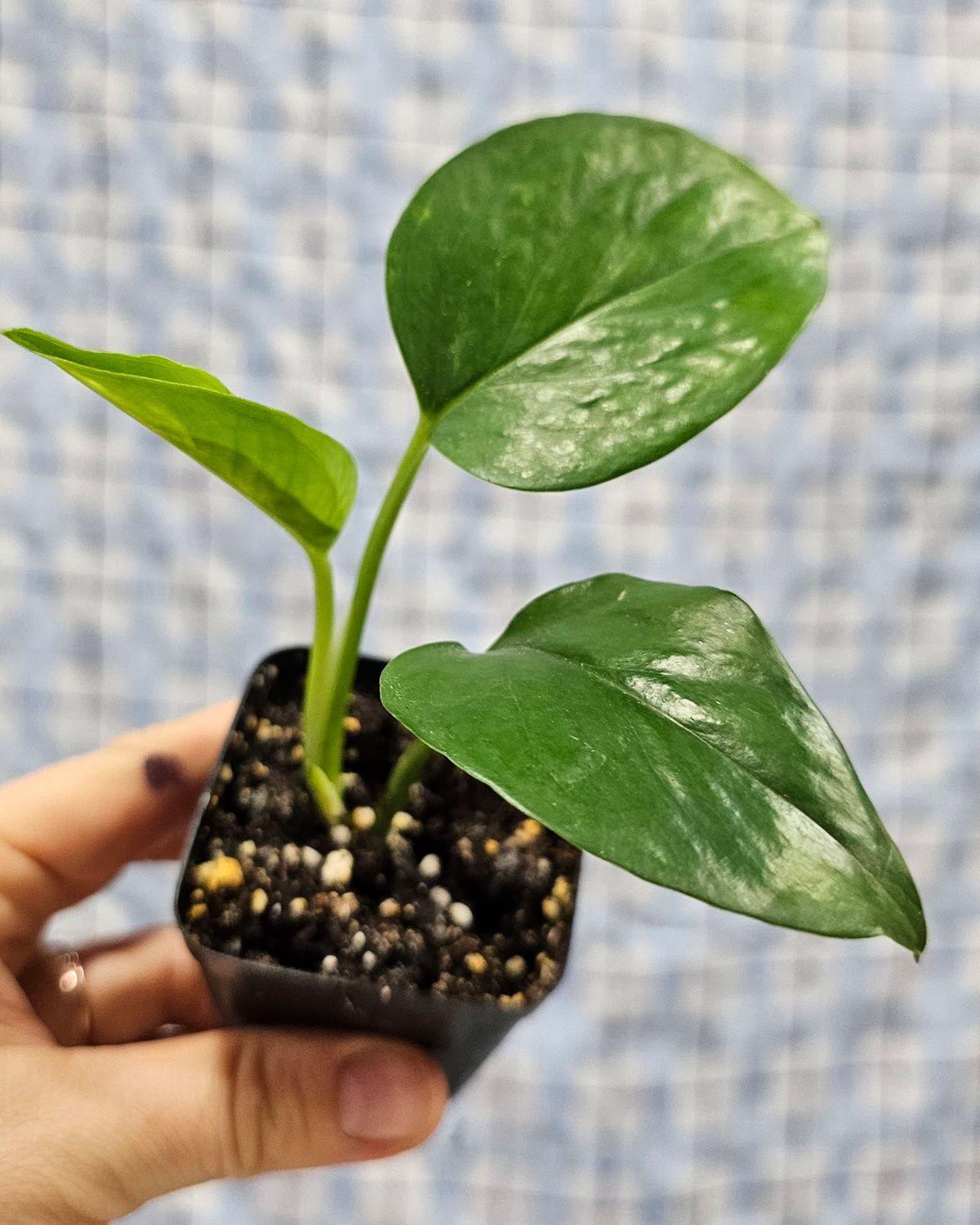 Pothos, 'Jade Green', Plant option: 2" potted plant