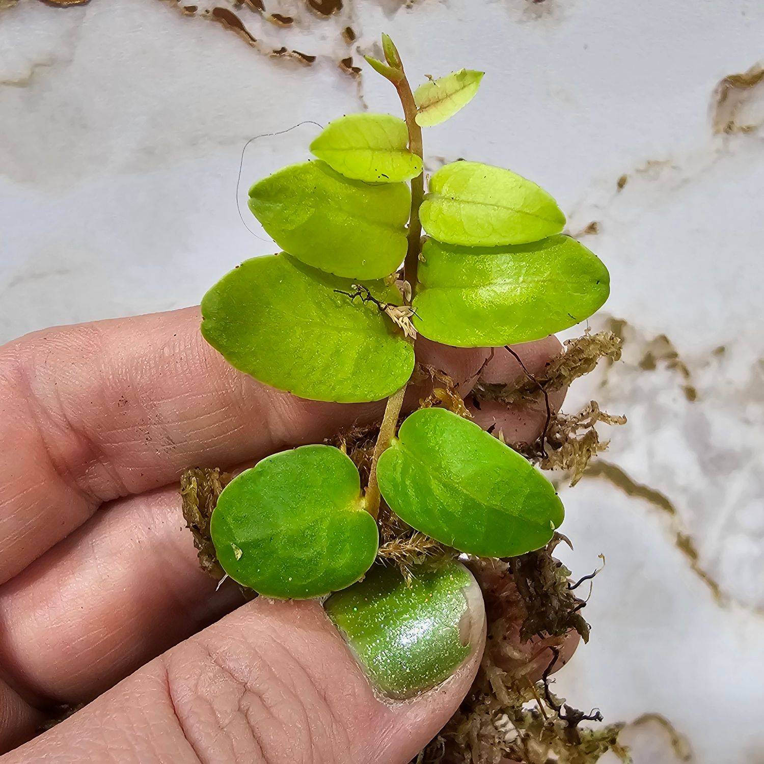 Marcgravia rectiflora