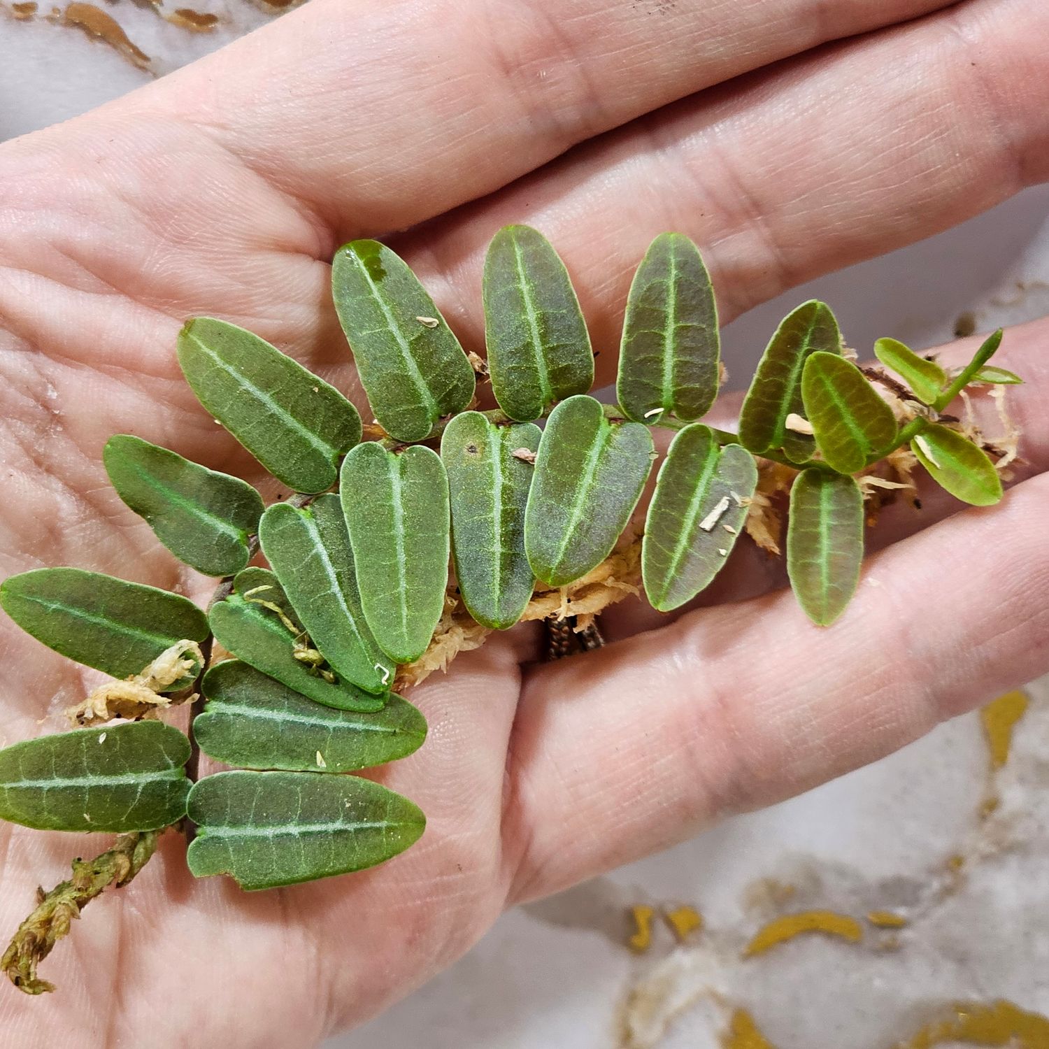Marcgravia umbellata ‘red’