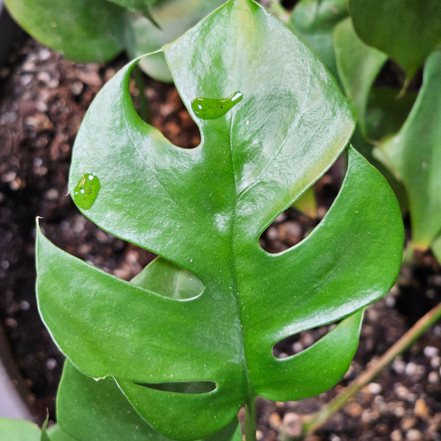 Rhaphidophora tetrasperma, Mini Monstera