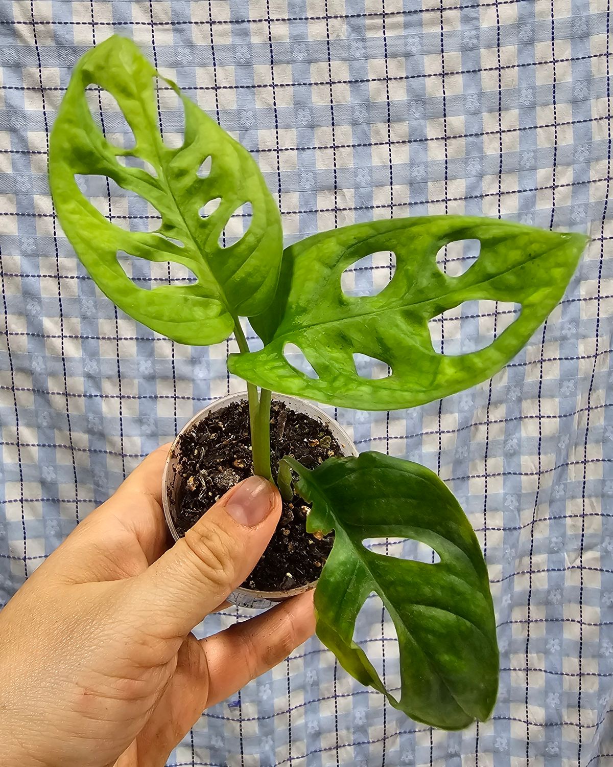 Monstera adasonii "Swiss cheese vine", Plant option: 2" potted plant