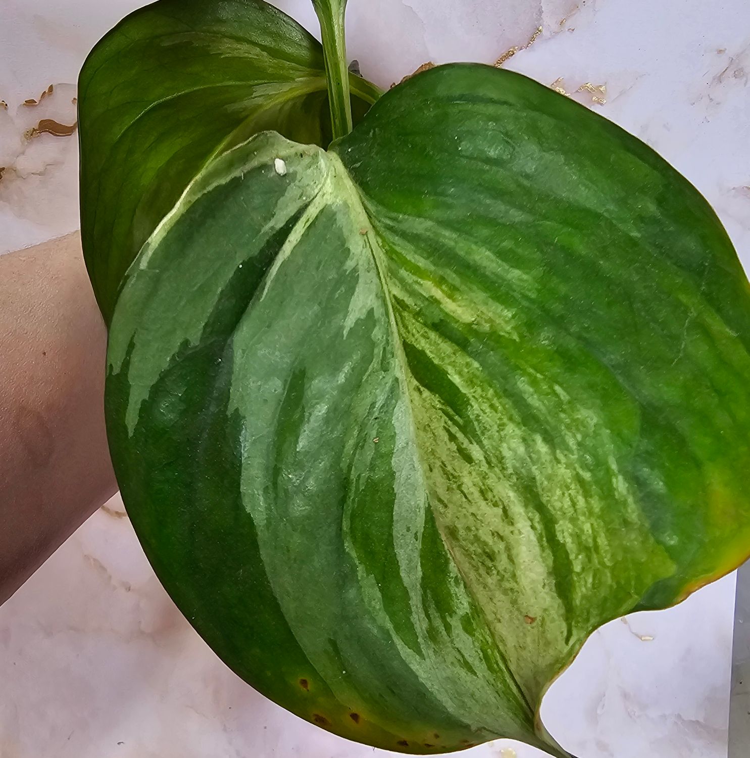 Pothos, 'Manjula' (Epipremnum aureum 'Manjula')