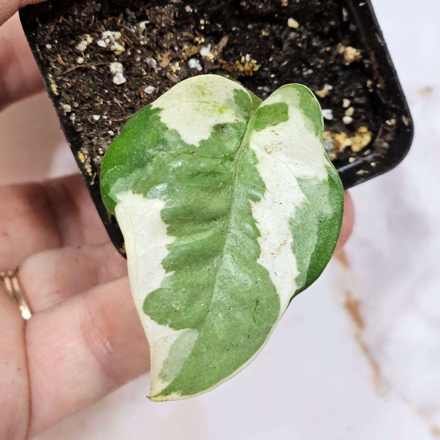 Pothos, 'Glacier' (Epipremnum aureum)