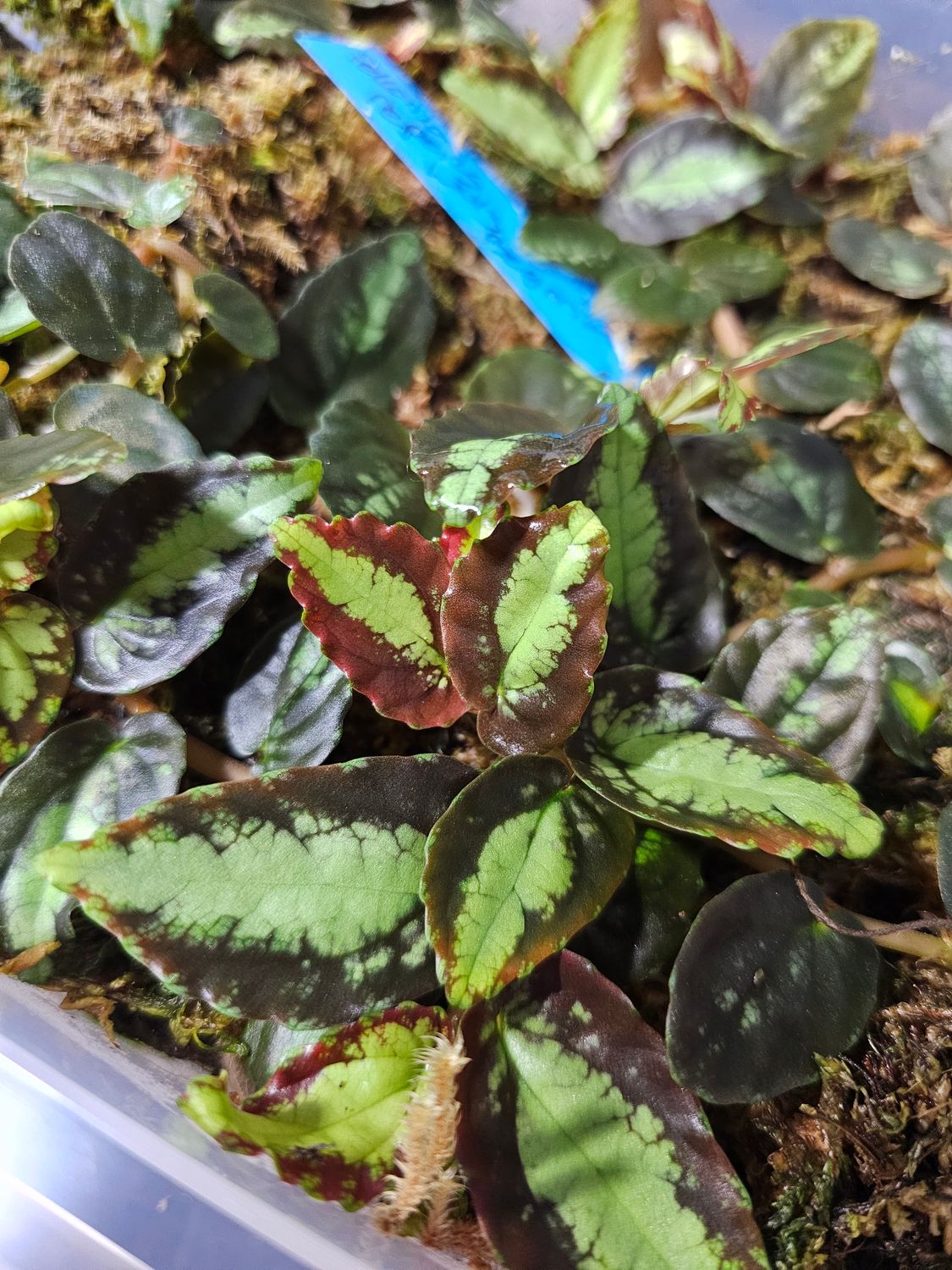 Pellonia repens, Wavy Watermelon Begonia