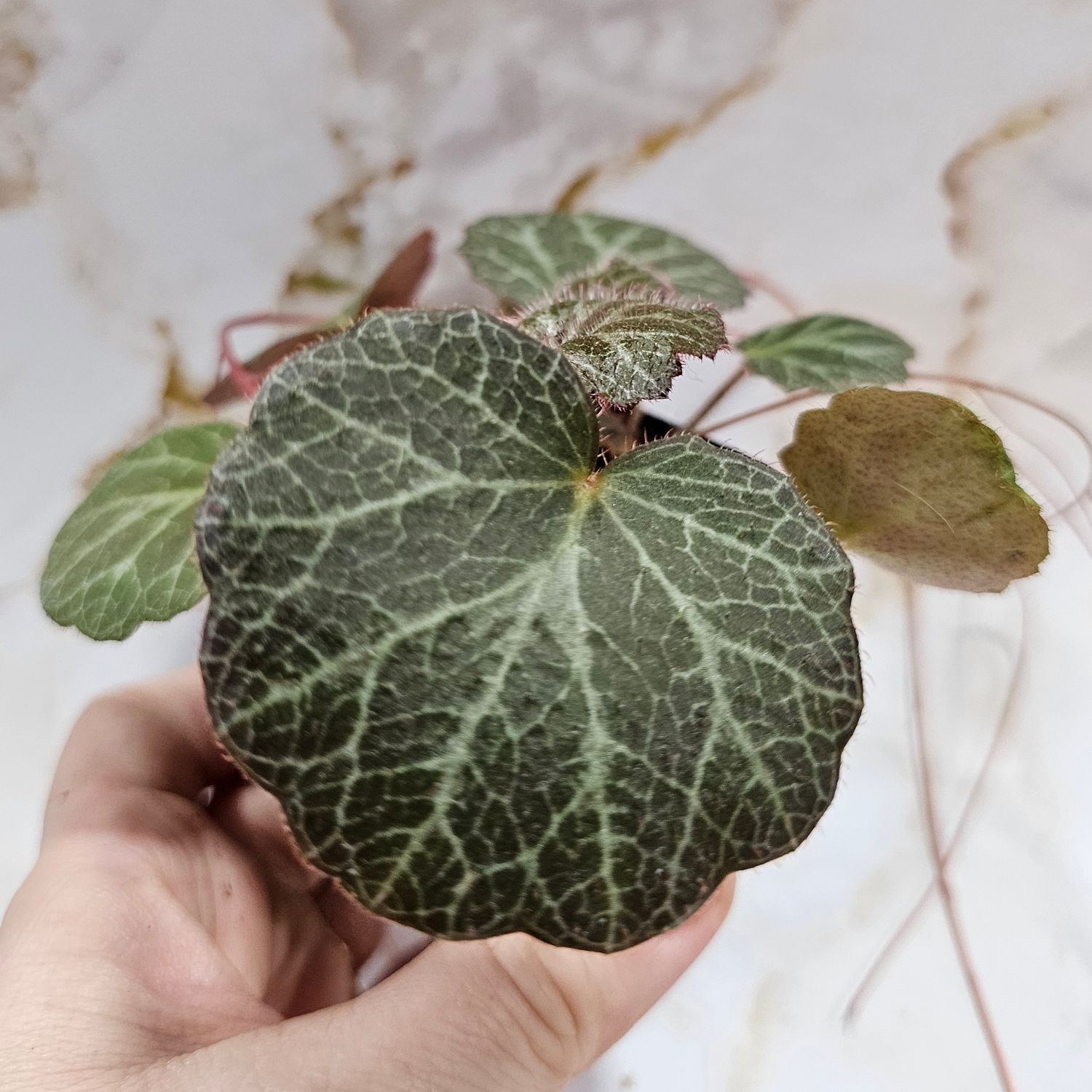 Strawberry Begonia (Saxifraga stolonifera)